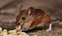 24 Hour & Emergency Exterminators in Bel Air, MD